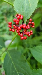 
Branch of red autumn berries similar to rowan