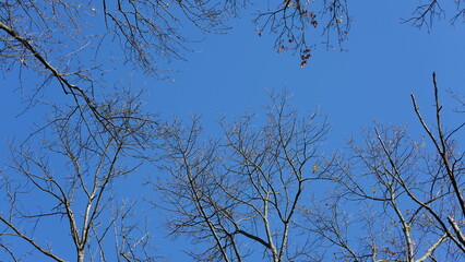 The trees silhouette view in the park with the cloudy sky
