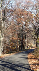 The colorful forest view in the natural park in autumn