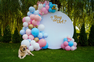 Against the background of a photo zone for a gender party with balloons and the inscription boy or girl, a yellow Labrador dog is waiting for a festive party