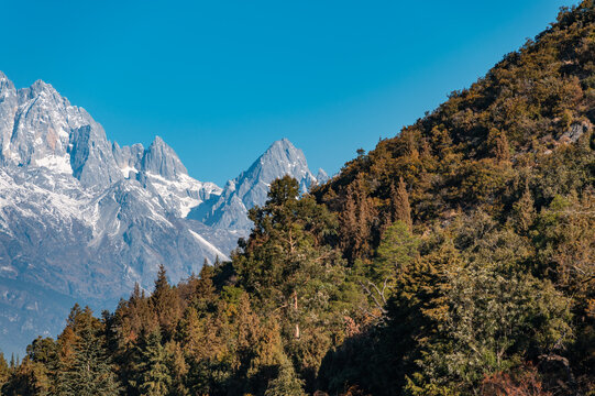 The woods under the snow-capped mountains
