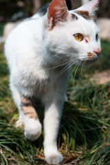 Close up of a cat walking on the grass