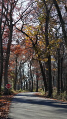 Fototapeta premium The colorful forest view in the natural park in autumn