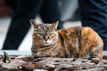 A lovely Tabby cat, the background is a virtual walking crowd