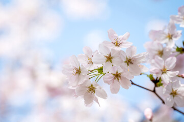 Close up of cherry blossoms on the branches in spring