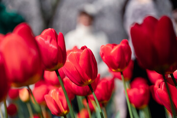 Close up of red tulips