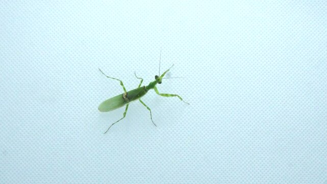 European mantis or praying mantis isolated on white background. Macro mantis oval folia. Macro shot mantis. Isolated on White Background