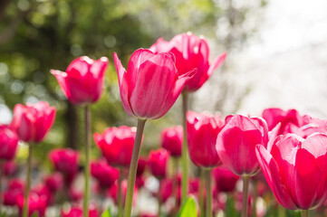 Red tulips blooming in the park in spring