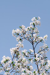 Close-up of cherry blossoms on branches against a pure blue sky background