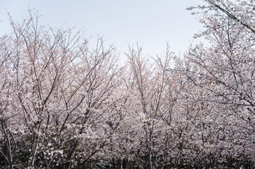 Cherry blossoms in the park