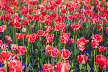 Obraz premium Red tulips blooming in the park in spring