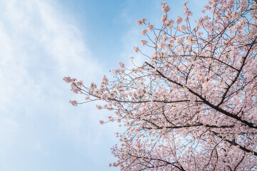Cherry blossoms on branches against a blue sky background