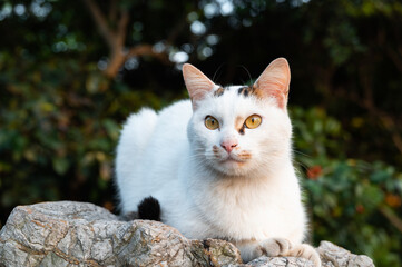 A white cat sitting on a stone