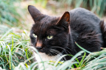A black cat lying in the grass