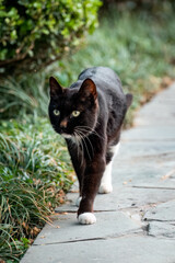 Obraz premium A black cat on the trail in the park
