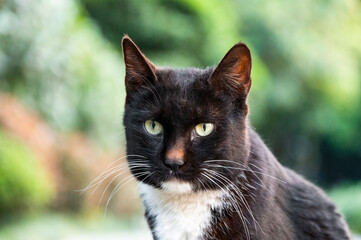 A close-up of the face of a cat with a black neck and white fur