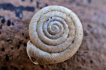 Beautiful Snail Shell