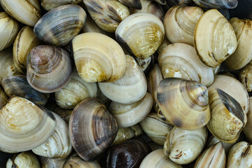 Fresh clams for seafood background