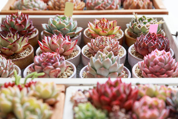 紅葉している多肉植物エケベリア