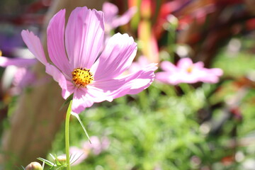 Obraz premium Purple flowers in the park
