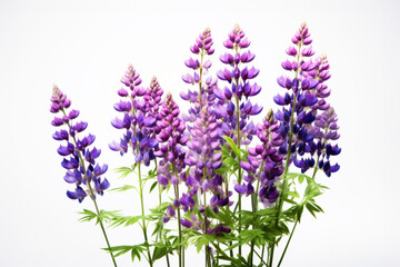 Obraz premium Lupine on white background