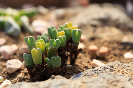 温室の地植えの多肉植物コノフィツム