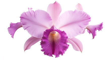 Stunning Magenta Orchid Blooming in Natural Environment