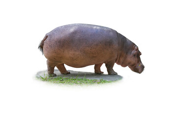 Big Hippopotamus isolated on white background. This has clipping path.