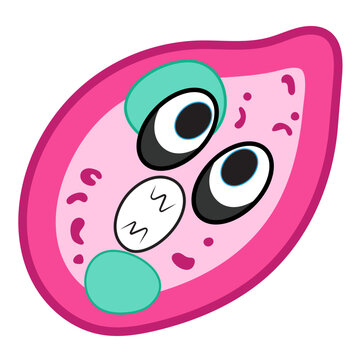 coccidia