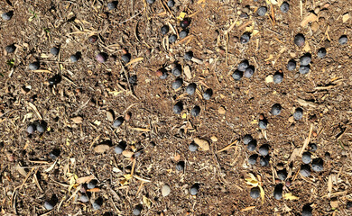 Ripe olives that have fallen to the ground before harvest