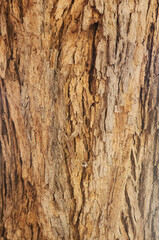 Bark texture of the North Indian rosewood or shisham, (Dalbergia sissoo)