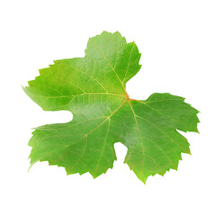 One isolated vine leaf
