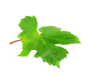 Single vine leaf cut out