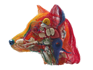 Colorful Anatomical Model of Animal Head with Organ System