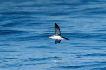 A shearwater diving in the background on a wavy blue sea.