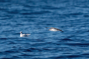 A shearwater diving in the background on a wavy blue sea.