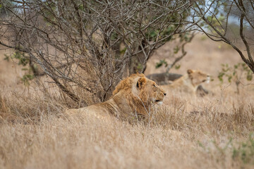 Male lion sitting in the african bush
