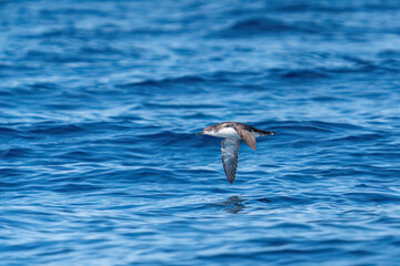 A shearwater diving in the background on a wavy blue sea.
