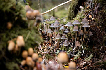 Zahlreiche unterschiedliche Pilze im Wald