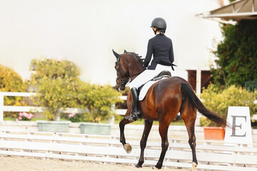Influence with body, legs and hands of the rider on the horse. Shooting from the back