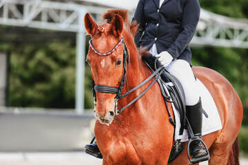 Portrait of a horse during a performance at equestrian competitions. Rider landing and horse control