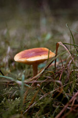 Essbar oder giftig. Pilze im Wald