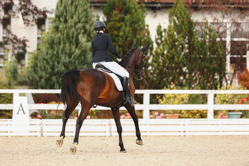 Horse disobedience on the flying change movements. Error of the test on dressage. ....