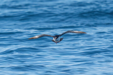 A shearwater flying on a choppy blue sea.