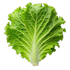 Salad leaf lettuce isolated on transparent background