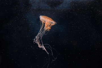 Chrysaora jellyfish or chrysaora quinquecirrha swims underwater.
