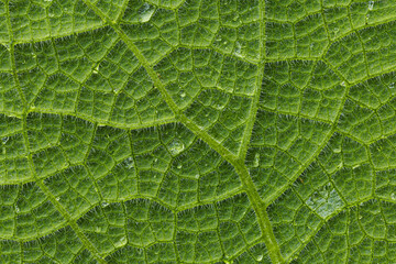 Green leaf structure macro photography background