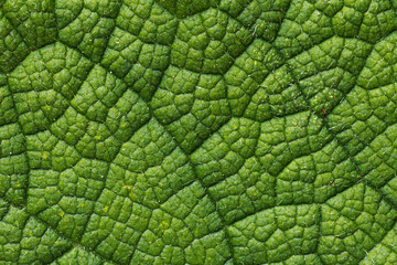 Green leaf structure macro photography background