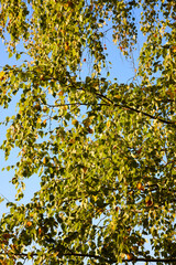 Autumn Leaves Against Clear Blue Sky