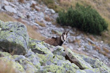 A walk in the Tatra Landscape Park. 